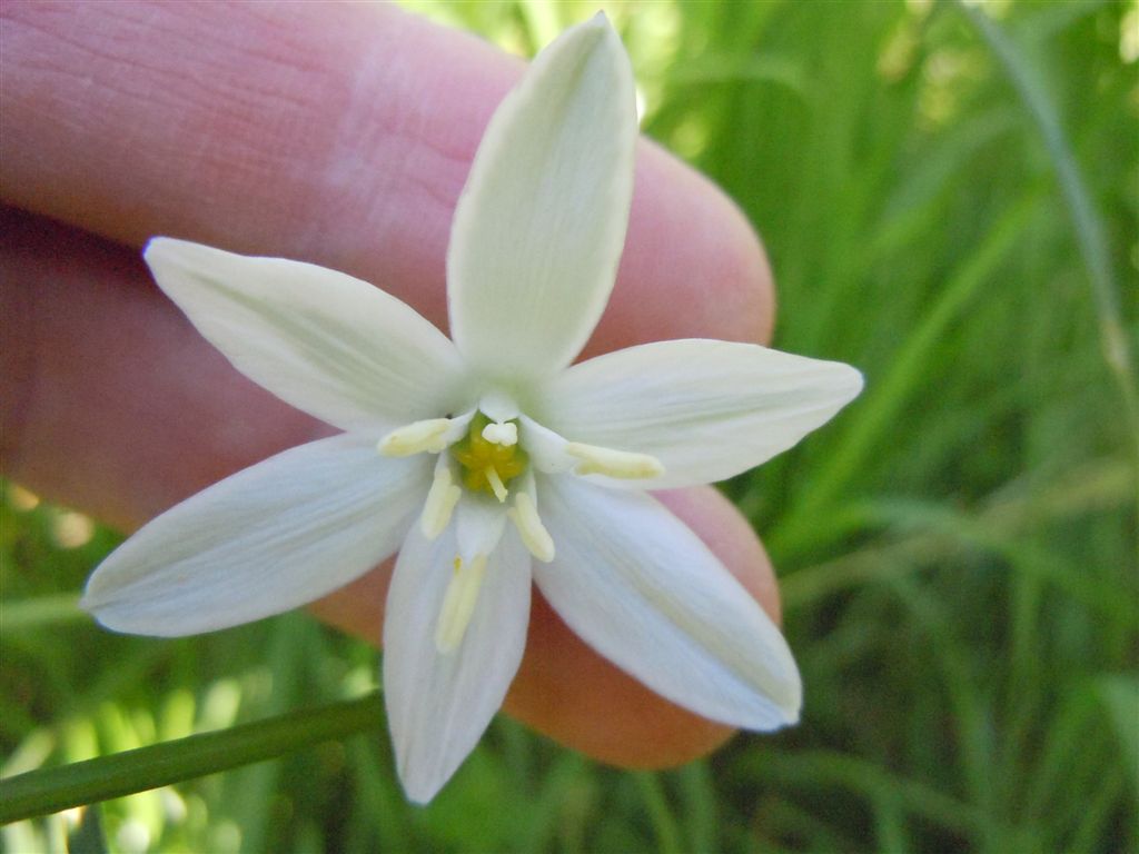 Ornithogalum umbellatum?